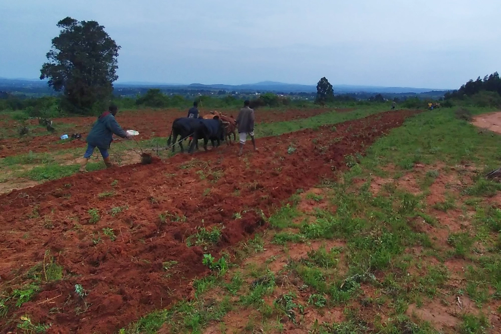 Farmers plowing a field with oxen in Tanzania, an agriculture and livestock project driven by a Community Development NGO in Kilolo, Iringa.
